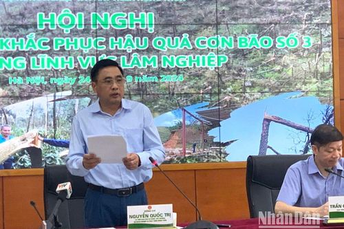 Bàn giải pháp khắc phục hậu quả bão số 3 trong lĩnh vực lâm nghiệp