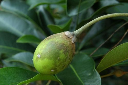 Những loài cây trong Sách đỏ ở Khu bảo tồn thiên nhiên Hòn Bà