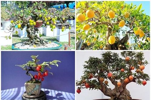 10 cây ăn quả lên chậu thành bonsai 'đẹp say lòng'