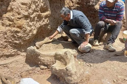 Peru: Các nhà nghiên cứu phát hiện hóa thạch voi răng mấu Kỷ băng hà