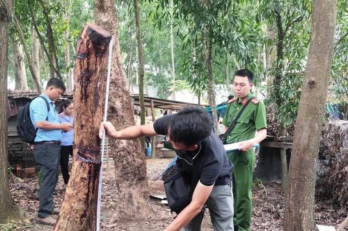 Bắt giữ đối tượng khai thác gỗ trái phép tại rừng phòng hộ