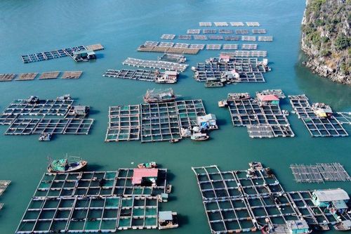 Thúc đẩy nghề nuôi trồng thủy sản trên biển
