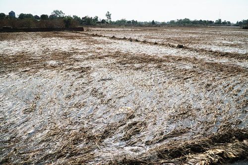 Tận mắt chứng kiến 'đồng lúa chết' sau khi nước rút ở Hà Nội