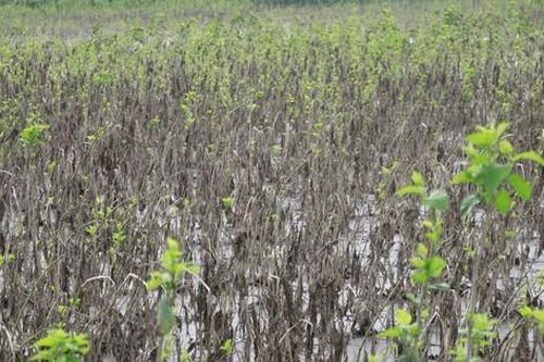 Vựa dâu tằm lớn nhất Yên Bái tan hoang sau lũ