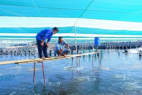Bến Tre: Thu hút đầu tư vào chế biến thủy sản