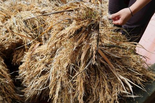 Nông dân xót xa nhìn lúa mọc mầm, thối rũ vì mưa liên tiếp