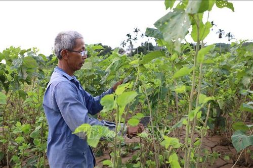 Yên Bái: Khôi phục vùng dâu tằm lớn nhất miền Bắc sau mưa lũ