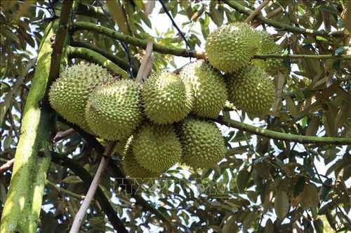 Xuất khẩu sầu riêng bứt phá