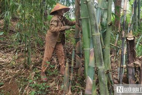Cụ bà 73 tuổi thu lãi hàng tỷ đồng mỗi năm nhờ vườn tre 'độc nhất vô nhị'