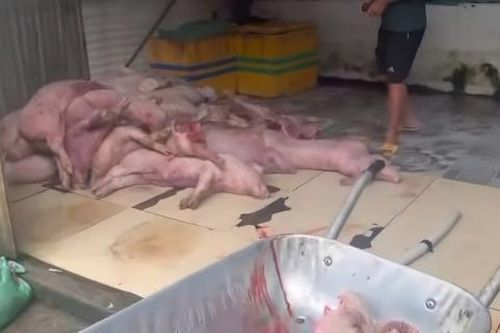 Bắt quả tang cơ sở thu mua, giết mổ hơn 3 tấn heo chết