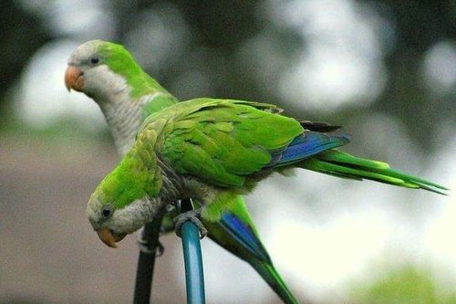 Lý giải nguyên nhân vẹt không biết hót nhưng lại giỏi bắt chước tiếng người