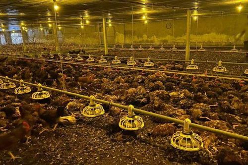 9.000 con gà chết do chạy ngập lụt, chủ trang trại xúc động vì được người dân 'giải cứu'