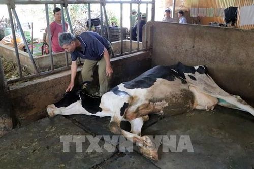 Quá hạn, Lâm Đồng đốc thúc bồi thường cho người nuôi bò sữa bị thiệt hại do tiêm vaccine