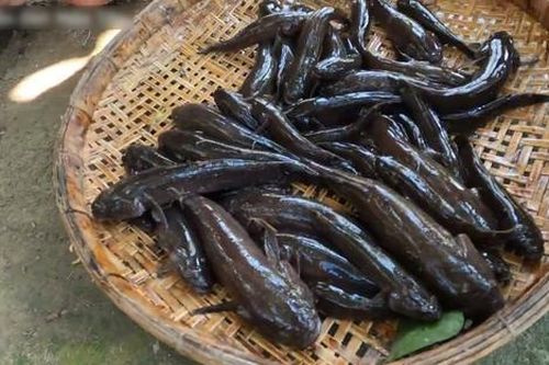Loại cá xưa đầy giờ thành đặc sản khan hiếm, ăn một lần nhớ mãi không quên, 350.000 đồng/kg