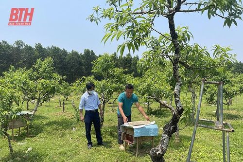 Nghề nuôi ong lấy mật