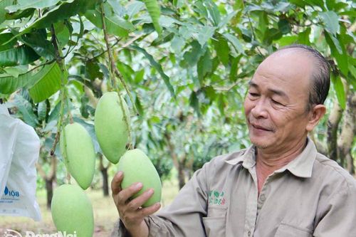 Xây dựng vùng chuyên canh đặc sản xoài cát Hòa Lộc