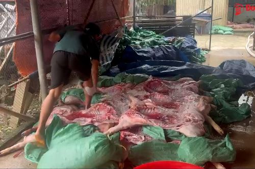 Phát hiện và ngăn chặn kịp thời hơn 3,3 tấn thịt heo thối chuẩn bị bán ra thị trường