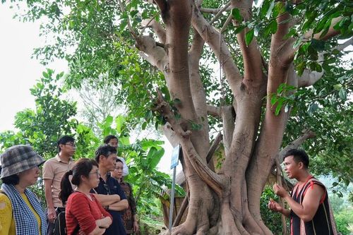 Khảo sát tiềm năng phát triển du lịch nông thôn 3 huyện Kbang, Mang Yang, Chư Păh