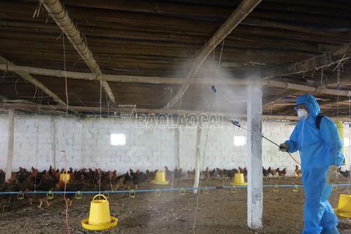 Cấp hơn 15.600 lít hóa chất và chế phẩm sinh học khử trùng môi trường chăn nuôi