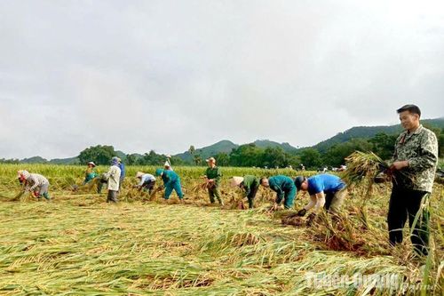 Chiêm Hóa khẩn trương thu hoạch lúa mùa