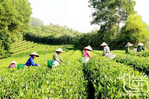 Hóa Trung bứt phá từ những lợi thế