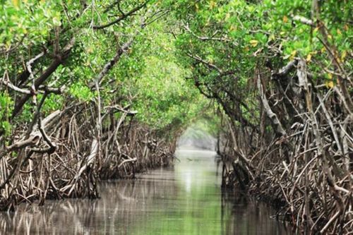 Rừng ngập mặn nhân tạo không lưu trữ được nhiều carbon như rừng ngập mặn tự nhiên