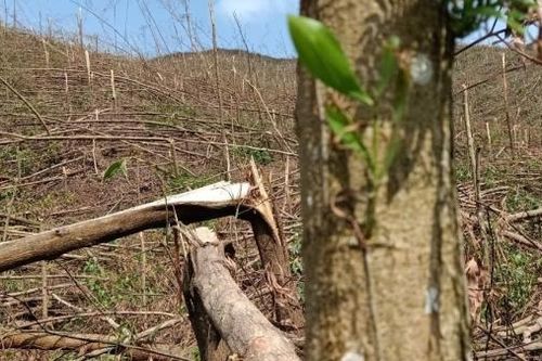 Doanh nghiệp chế biến gỗ thiệt hại nặng nề do thiên tai