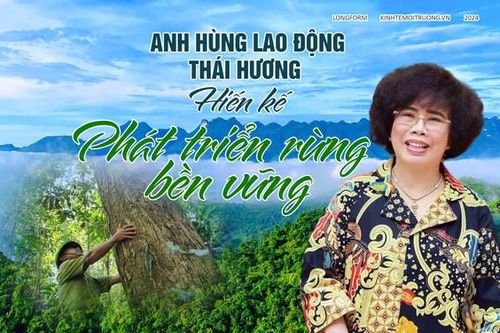 Anh hùng Lao động Thái Hương 'hiến kế' phát triển rừng bền vững