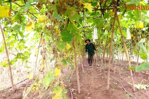Giải mã hành trình 'bắt đất cằn nở hoa' ở một vùng đất tỉnh Phú Thọ