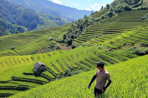 'Mùa vàng' trên ruộng bậc thang ở Hà Giang, Yên Bái sau bão lũ