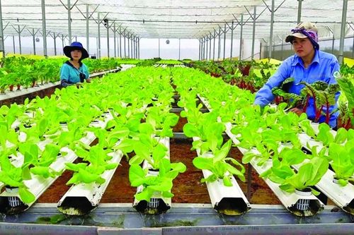 Để thúc đẩy mạnh mẽ tăng trưởng xanh