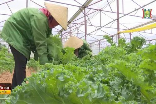 Vựa rau Lâm Đồng tăng cung ứng thị trường phía Bắc