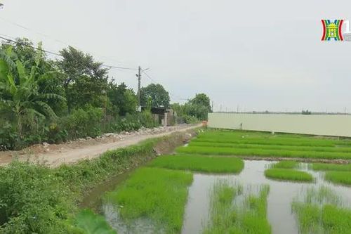 Đông Anh: Đất làng cũng có giá hơn 100 triệu/m2