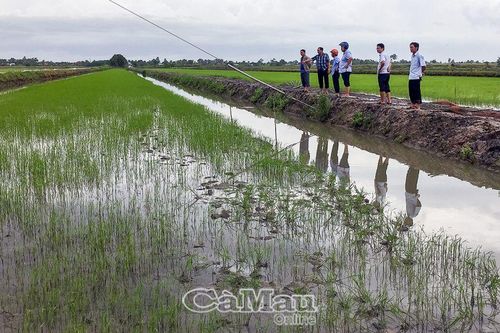 Bảo vệ lúa mới gieo sạ