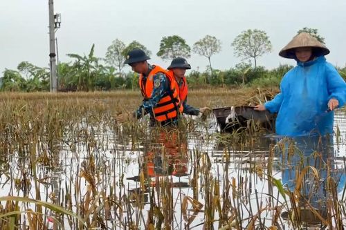 Không quân dầm mình trong nước, chạy đua với thời gian, gặt lúa giúp dân