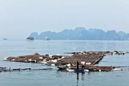 Lượng rác khổng lồ trôi nổi trên vịnh Hạ Long