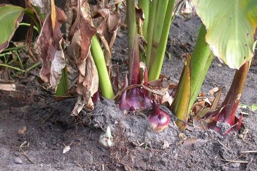 Tác dụng của củ dong riềng đỏ với bệnh viêm họng