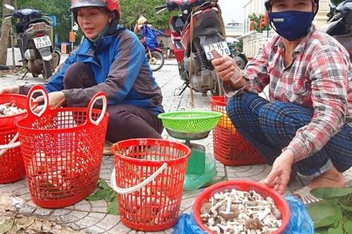Độc đáo loài nấm 'ăn một lần nhớ mãi' chỉ mọc sau những cơn mưa