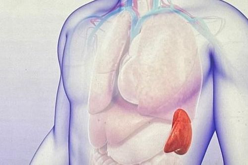 5 câu hỏi thường gặp về chấn thương lách
