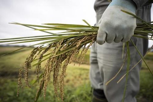 Nhật Bản đối mặt tình trạng thiếu gạo nghiêm trọng