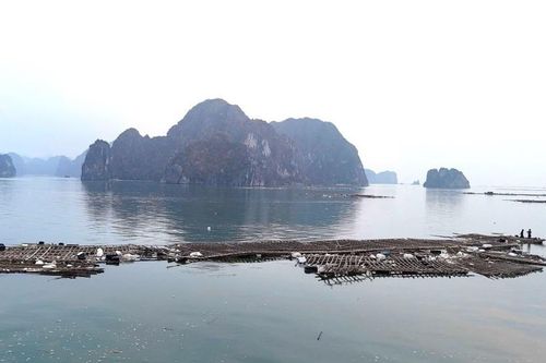 Xử lý 'núi' rác khổng lồ trên vịnh Hạ Long
