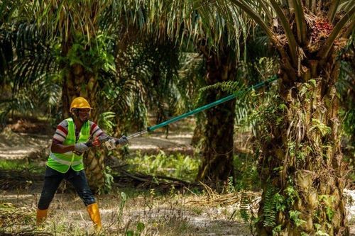 Ngành dầu cọ Malaysia gặp thách thức lớn