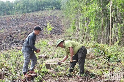 Đà Nẵng: Trồng 20.000 cây xanh tại rừng Hòa Phú