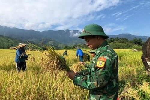 Giúp dân gặt lúa sau mưa lũ
