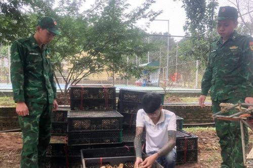 Liên tiếp phát hiện các vụ vận chuyển gia cầm giống nhập lậu từ Trung Quốc
