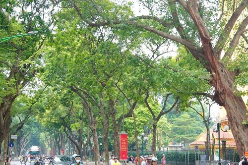 Hà Nội: Sau bão số 3, phố Phan Đình Phùng lại khoe sắc