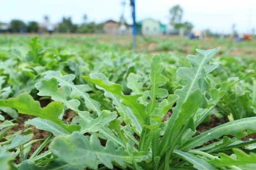 Hoạt chất chống oxy hóa từ lá sa sâm