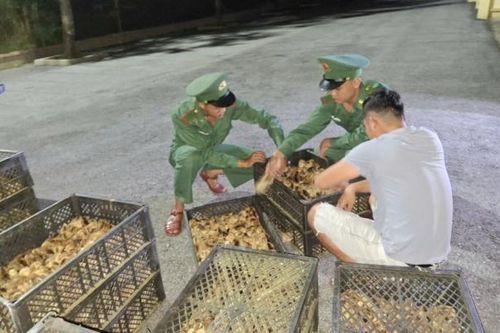 Quảng Ninh: Bắt giữ 2 vụ vận chuyển 11.780 con gà giống không rõ nguồn gốc tại khu vực biên giới