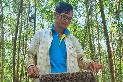Nuôi ong du mục, lợi ích không ngờ