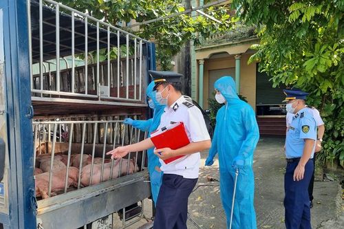 Ngăn chặn vụ vận chuyển gần 800 kg lợn chết và nhiễm bệnh